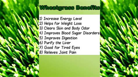 The Extensive Wheatgrass Benefits for Healthy Living