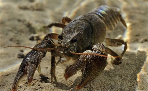 White-clawed Crayfish | Gloucestershire Wildlife Trust