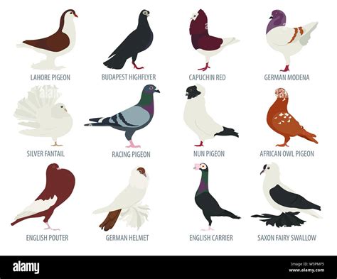 Poultry farming. Pigeon breeds icon set. Flat design. Vector illustration Stock Vector Image ...