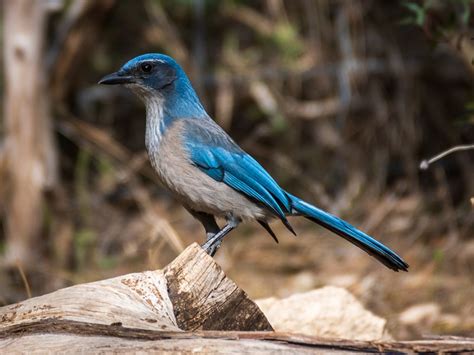 Region 5 - Edwards Plateau | Texas Ornithological Society