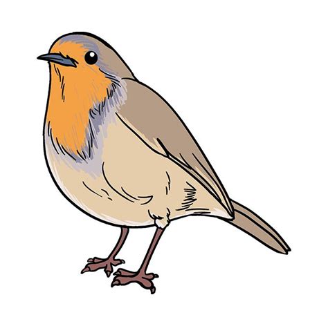 How to Draw a Robin - Really Easy Drawing Tutorial | Robin drawing, Bird drawings, Easy drawings