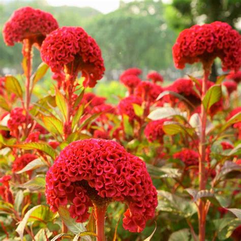 Cockscomb Seeds - Celosia Flower Seeds