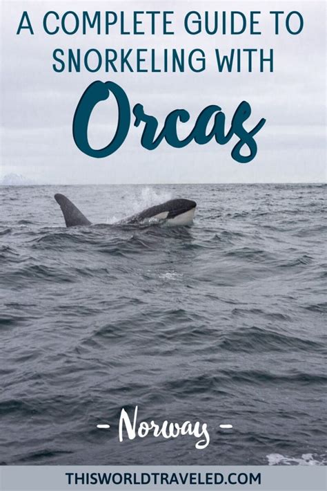 The Full Guide to Swimming with Orcas in Norway | This World Traveled