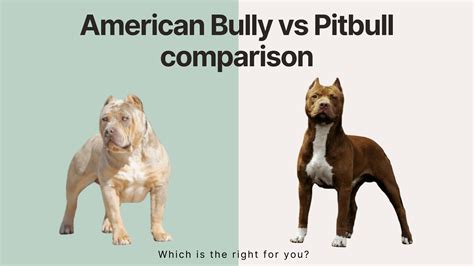 American Bully vs. Pitbull: Breed Comparison - American Bully Lover