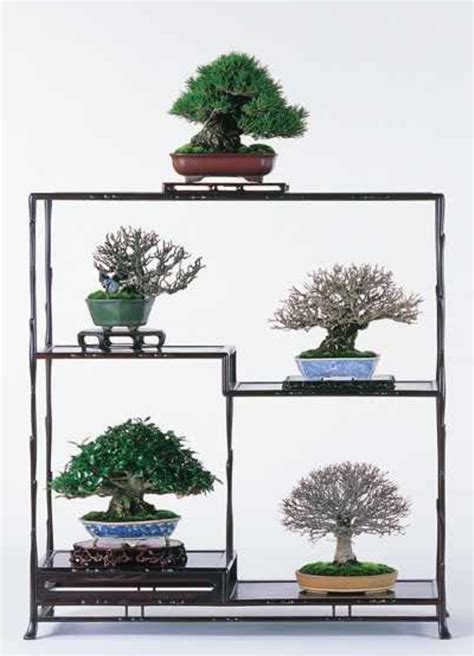 IMG_1474.PNG | Japanese bonsai, Bonsai pots, Bonsai