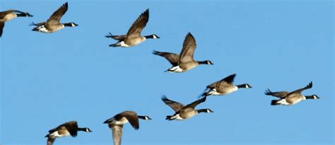 Why Do Birds Fly in a V Formation? [Is It Instinctive!?] - Birdwatching Buzz