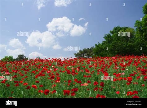 flower field of poppy Stock Photo - Alamy