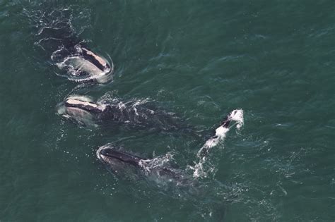 A bowhead whale echelon skim feeding with a North Atlantic right whale... | Download Scientific ...