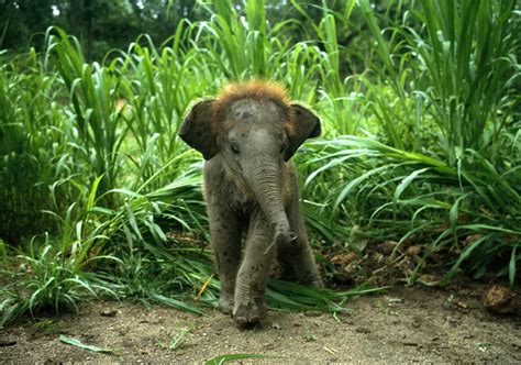 Indian Elephant | Animal Wildlife