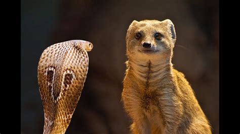 MONGOOSE VS SNAKE - YouTube