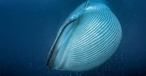 WATCH: Incredible moment cameraman gets within touching distance of majestic Blue Whale | Nature ...