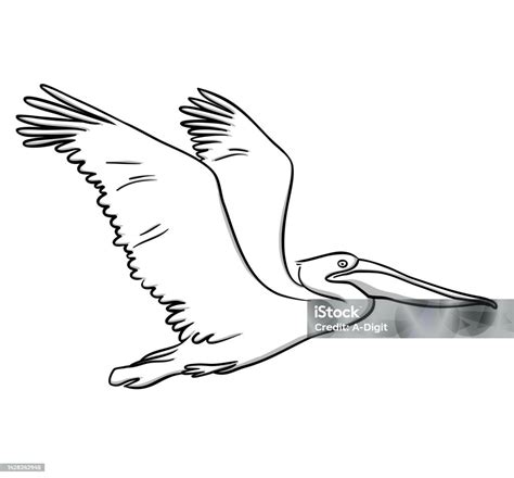 Pelican Flying Sketch Stock Illustration - Download Image Now - Animal ...