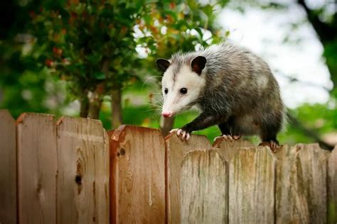 How Many Teeth Do Opossums Have? - Cool Wood Wildlife Park