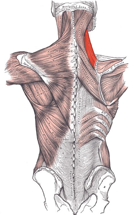 Levator scapulae muscle - Wikipedia