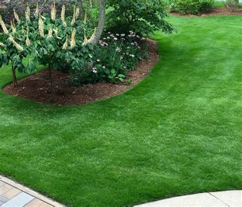 A Guide to Zoysia Grass - OPE Reviews