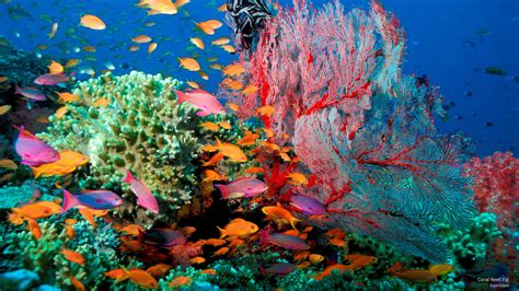 Free Coral Reef Wallpaper - WallpaperSafari