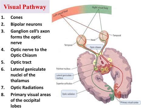 The Visual Pathways: Roadmaps and impacts following brain injury ...