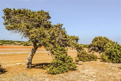 Juniper Tree Meaning & Symbolism (Eternal Youth or Revenge?)