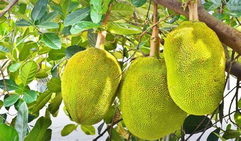 Sindh starts one of a kind Jackfruit cultivation in Pakistan