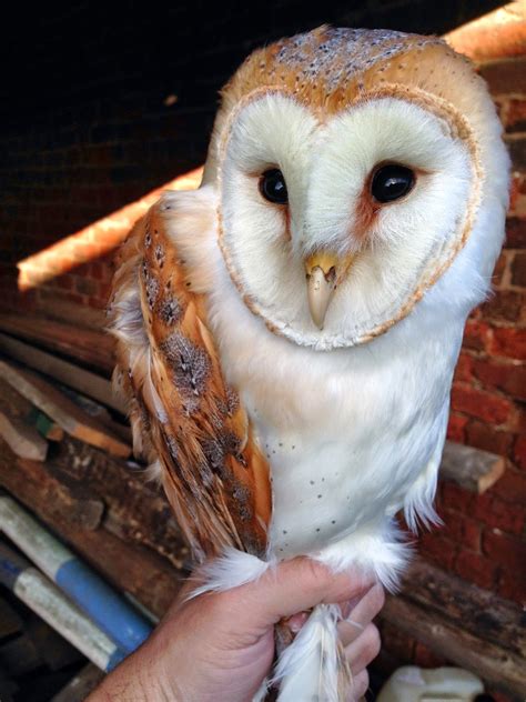 Mid Cheshire Barn Owls: First Barn Owl Chick Of 2014