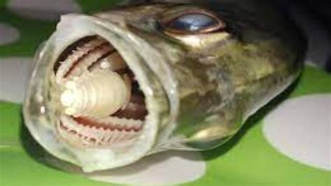 Cymothoa Exigua, Parasit Pemakan Lidah Ikan