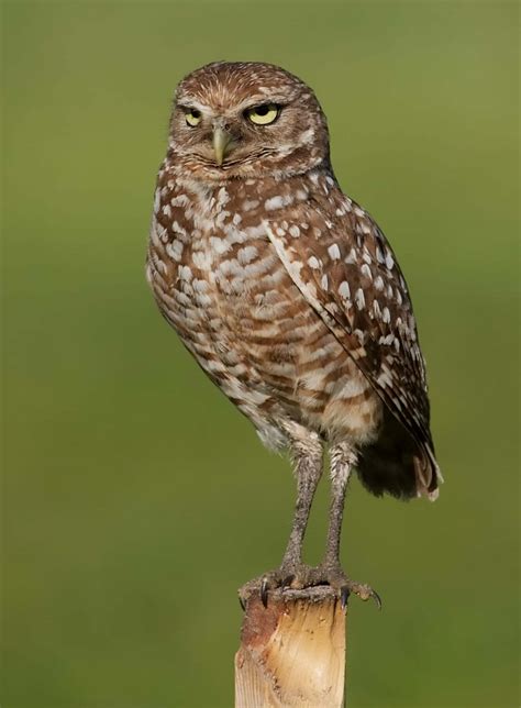 Owl Symbolism, Owl Totem, Owl Meaning, Owl Dreams, Owl Spirit Animal