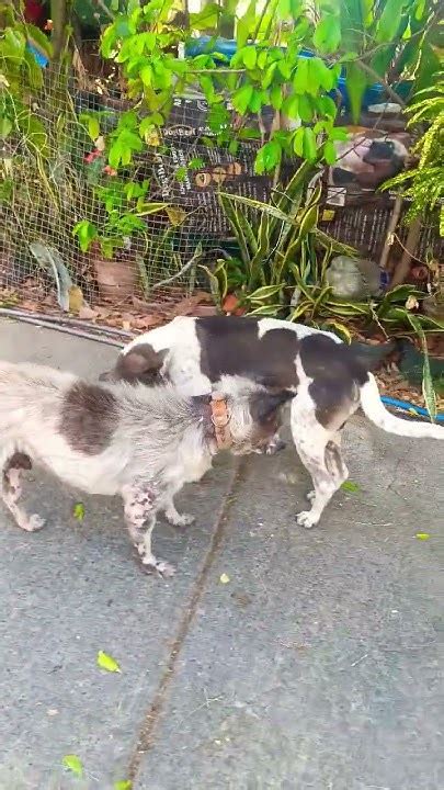 Hyena dog hybrid #cebu #aspin #hyena #askal #petdog #uglydog - YouTube