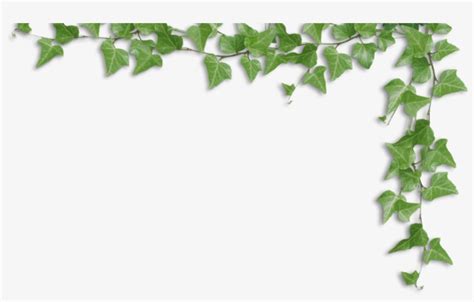 Vines Tposf - Ivy Border Png Transparent PNG - 859x506 - Free Download on NicePNG