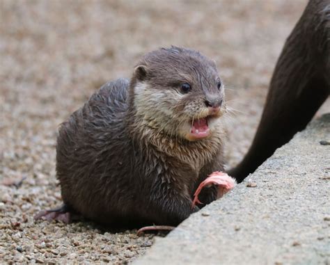 Super Cute Otter Pups - Paradise Park