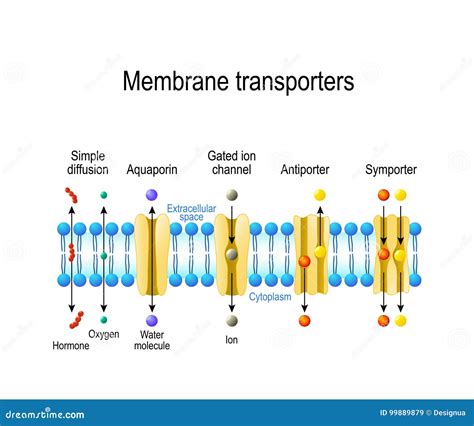 Membrane Types