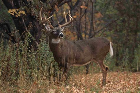 🔥 [40+] Whitetail Buck HD 1920x1080 Wallpapers | WallpaperSafari