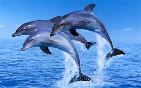 Free Dolphins Jumping Cliparts, Download Free Dolphins Jumping Cliparts png images, Free ...