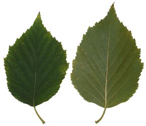 Hort 231: Betula comparisons