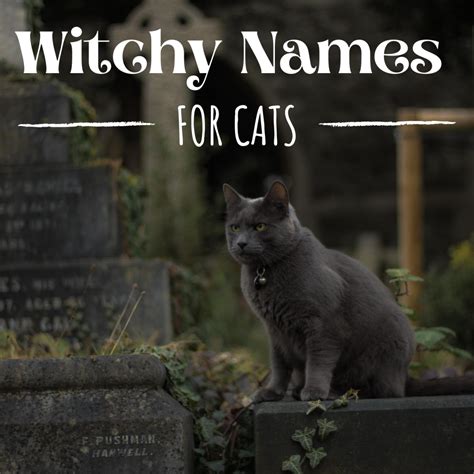 100 Unique Witch Names for Cats From History and Literature | PetHelpful