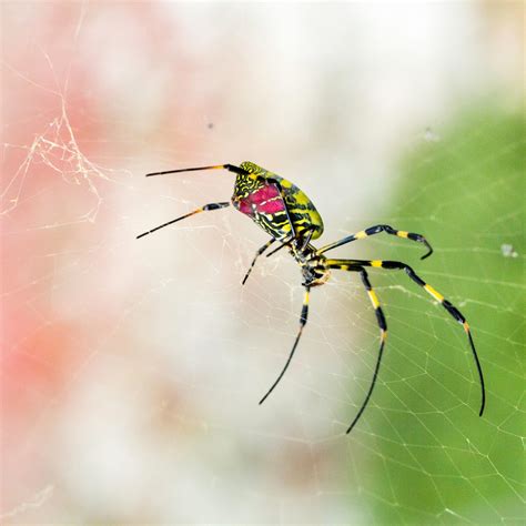 Giant Spiders Eating People