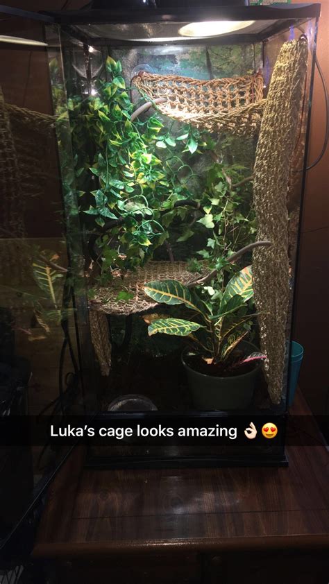 Chameleon cage setup | Chameleon pet, Chameleon cage, Chameleon enclosure