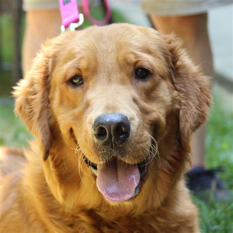 As Good As Gold – Golden Retriever Rescue of IllinoisAdopt a Golden ...