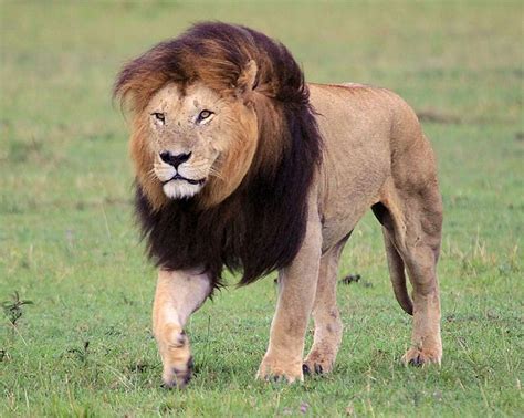 Masai Mara lions -Masai Mara National Reserve | Lions | Maasai Mara