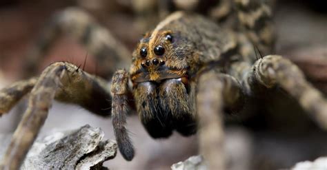 Wolf Spider vs Tarantula: What Are the Differences? - AZ Animals