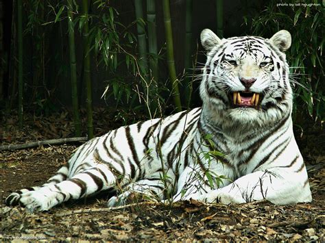 Wild and Endangered Animals: Endangered White Tiger