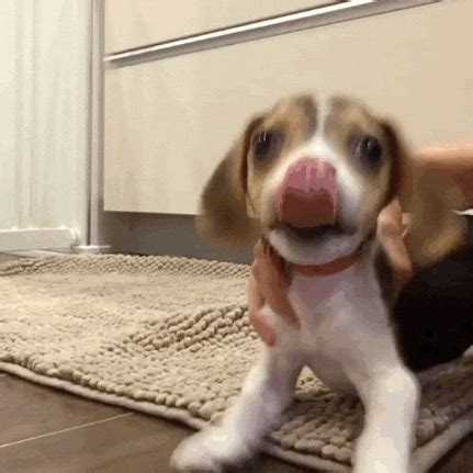 Hungry Dog Gif GIF by The BarkPost - Find & Share on GIPHY