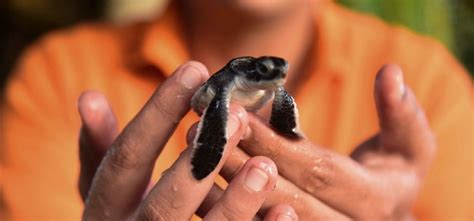 Kosgoda Turtle Hatchery | Memorable Holidays in Bentota - Overa Tours ...