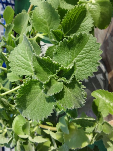 Herbs from Distant Lands: Plectranthus amboinicus, Coleus aromaticus - Cuban Oregano