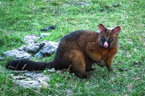 Possum Nz Stock Photos, Pictures & Royalty-Free Images - iStock