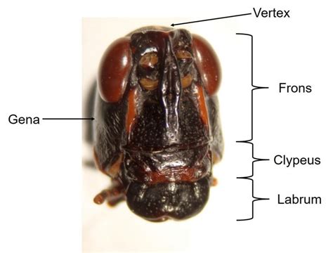 Insect Anatomy – The Head – UNBC BIOL 322, Entomology