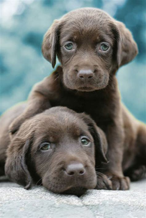 Two Chocolate Lab Puppies Pictures, Photos, and Images for Facebook, Tumblr, Pinterest, and Twitter