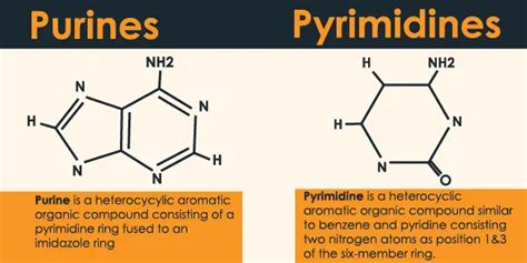 structure of purine and pyrimidine bases - 24 Hours Of Biology