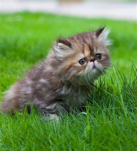 Persian Cat Names - Over 200 Gorgeous Ideas!