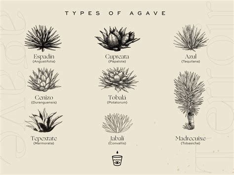 Types of agave by Edd Romero on Dribbble