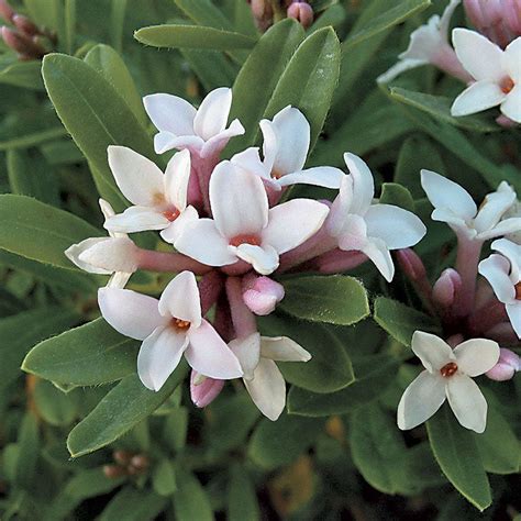 Eternal Fragrance Daphne (Transatlantica Blafra) - Zone 6-9, Part Shade to Full Sun. Moist well ...